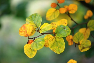 Fagus sylvatica 'Rotundifolia' - buk lesní - listy podzim